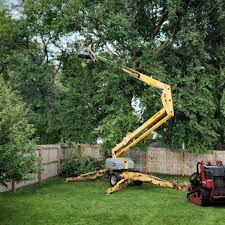 Best Tree Disease Treatment  in Edinburg, VA