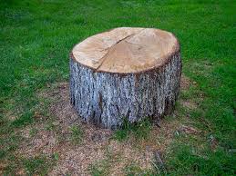 Best Arborist Consultation Services  in Edinburg, VA