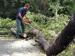 Best Utility Line Clearance  in Edinburg, VA