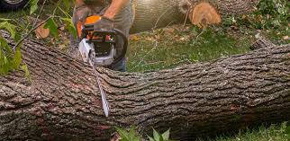 Best Lot and Land Clearing  in Edinburg, VA