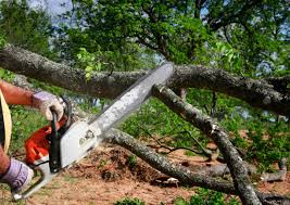 Best Leaf Removal  in Edinburg, VA