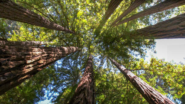 Best Tree Health Inspection  in Edinburg, VA