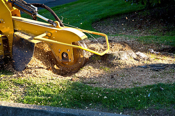 Best Storm Damage Tree Cleanup  in Edinburg, VA