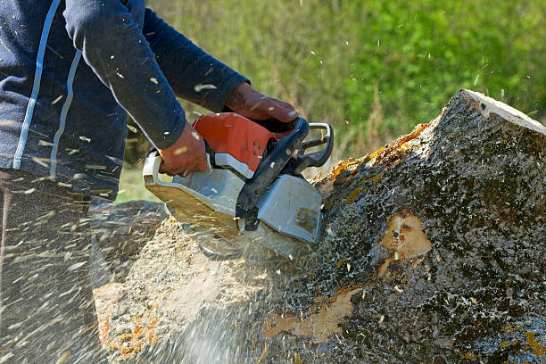 Best Hazardous Tree Removal  in Edinburg, VA