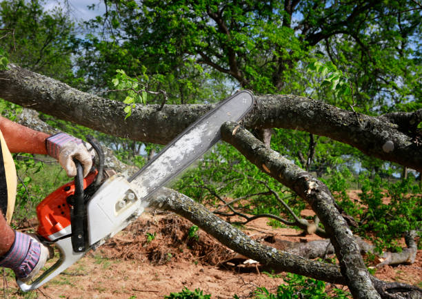 Best Root Management and Removal  in Edinburg, VA